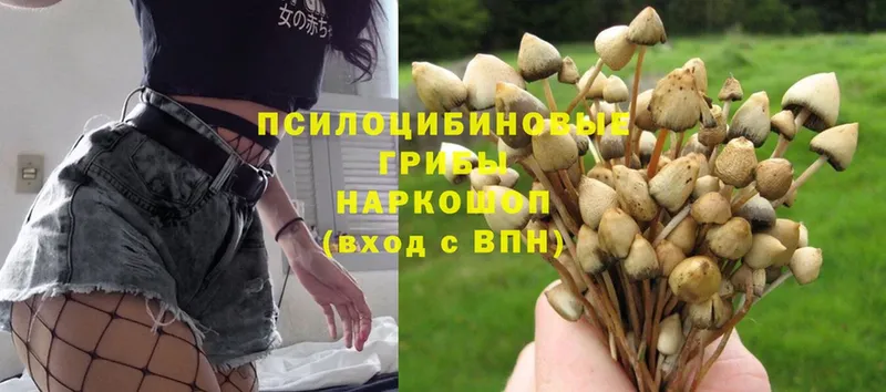 Галлюциногенные грибы Psilocybe Североморск